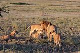 TANZANIA - Serengeti National Park - Leoni Lions - 60